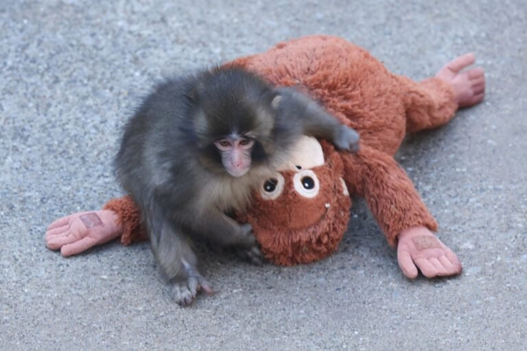 Punch the monkey and his plushie re-create a famous psychological experiment Punch the monkey and his plushie re-create a famous psychological experiment