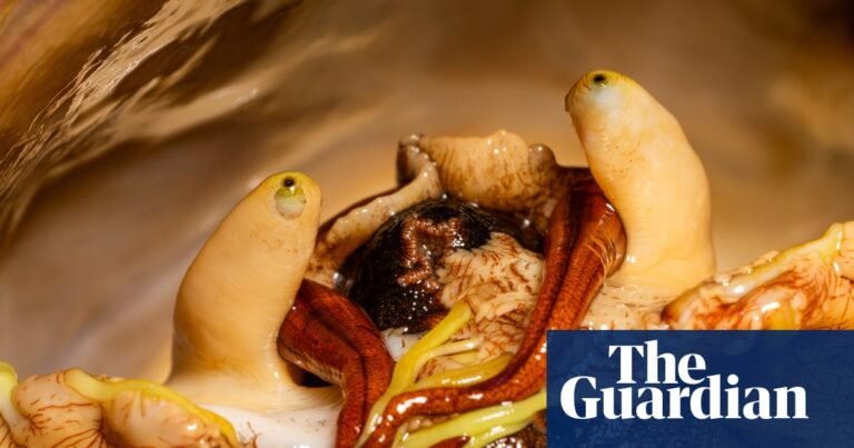 Sex and the sea snail: how a plucky marine lab brought a mollusk back from the brink | Oceans Sex and the sea snail: how a plucky marine lab brought a mollusk back from the brink | Oceans