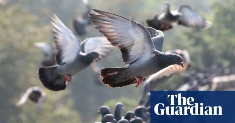 Specieswatch: is the world’s wildlife entering its ‘samey’ era? | Wildlife
