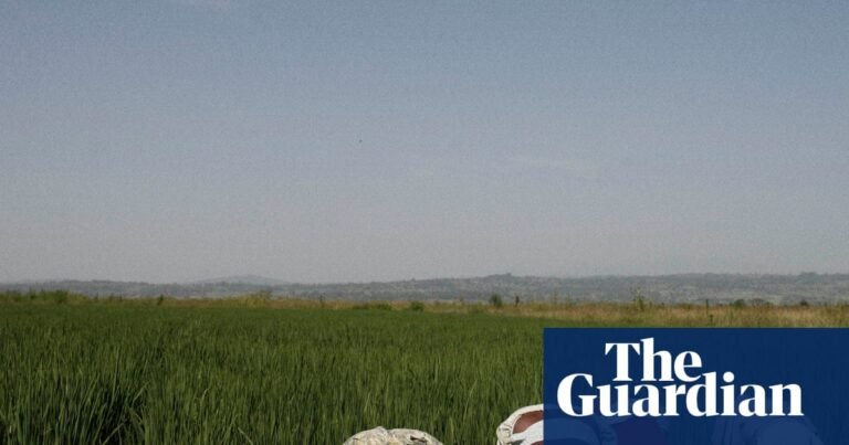 Tech firms and AI farming tools ‘playing with the food system’, warns thinktank | Global development Tech firms and AI farming tools ‘playing with the food system’, warns thinktank | Global development