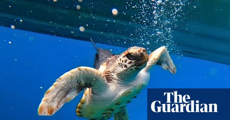 Tiny, lost and constipated: what a baby turtle told Australian scientists about warming seas | Reptiles