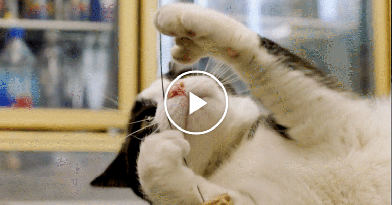Toy Testing with a Discerning Bodega Cat Toy Testing with a Discerning Bodega Cat