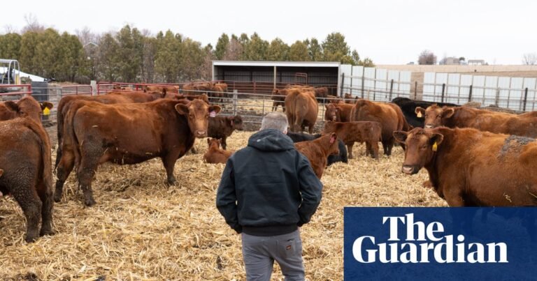 Trump provides new aid for farmers and food suppliers amid Iran war | Business Trump provides new aid for farmers and food suppliers amid Iran war | Business