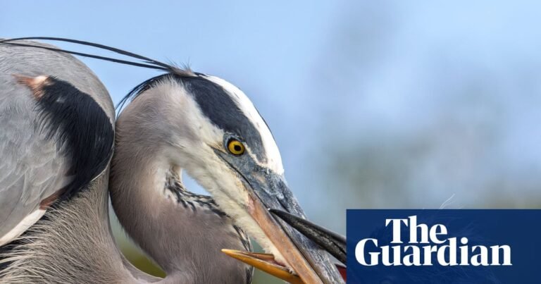 Week in wildlife: a watchful egret, a sun-seeking swan and a procession of caterpillars