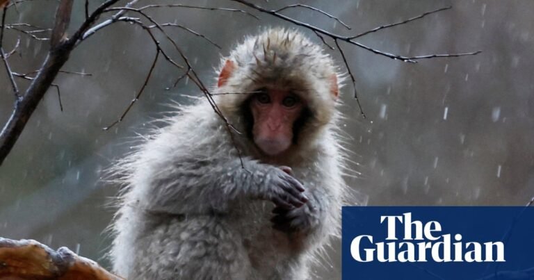 Week in wildlife: a wet macaque, four little pigs and a stowaway fox