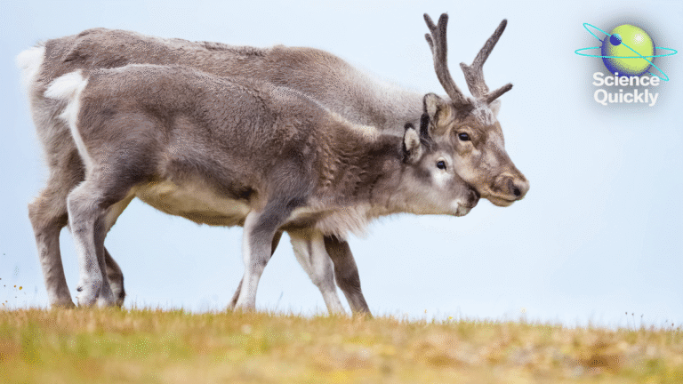 Women’s heart health, Artemis update, female reindeer antlers mystery