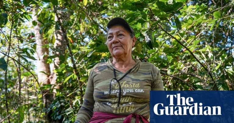 ‘Everyone feels like they are being scammed’: can Central America’s small coffee growers survive as global prices fall? | Coffee