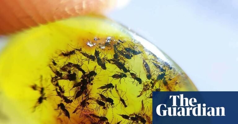 ‘I love midges because I know what their hearts look like’: is the passion for taxonomy in danger of dying out? | Taxonomy ‘I love midges because I know what their hearts look like’: is the passion for taxonomy in danger of dying out? | Taxonomy