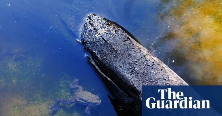 ‘Massive boost of serotonin!’: How a dose of nature is treating mental illness | Mental health