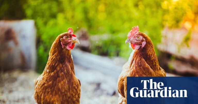 Chlorinated chicken with a side of safety warnings | Food safety