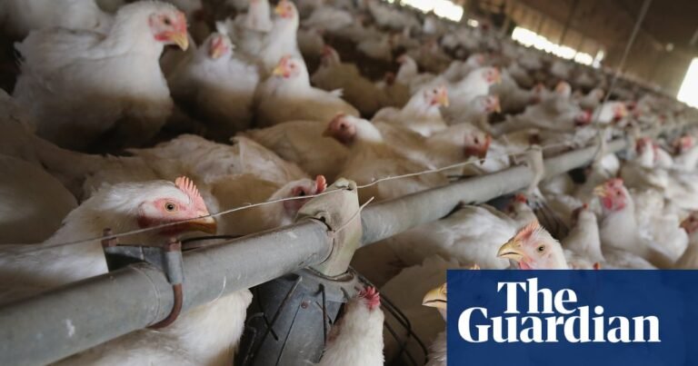 UK looked at ways to ‘open doors’ to US chlorinated chicken, FoI request shows | Food safety