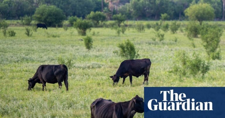 Advocates decry Trump’s plan to open 24m acres of federal lands to cattle grazing | Trump administration