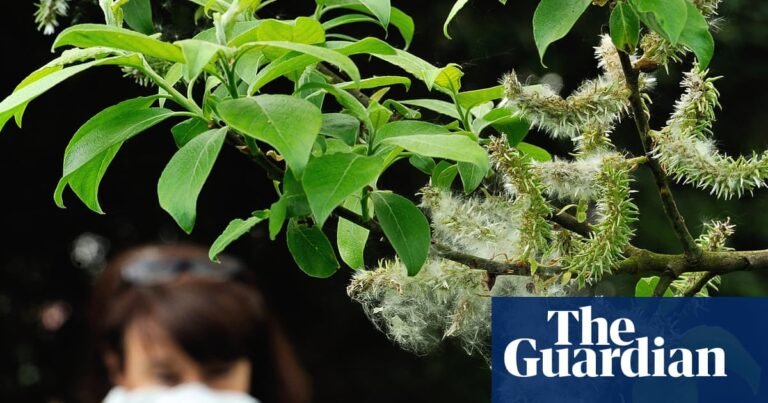 The climate crisis is making our hay fever worse – and affecting our enjoyment of nature | Environment The climate crisis is making our hay fever worse – and affecting our enjoyment of nature | Environment