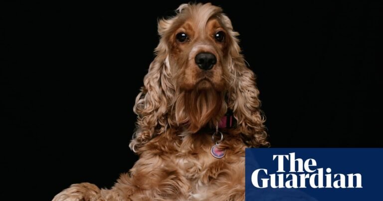 The problem with Britain’s dog obsession | Dogs The problem with Britain’s dog obsession | Dogs