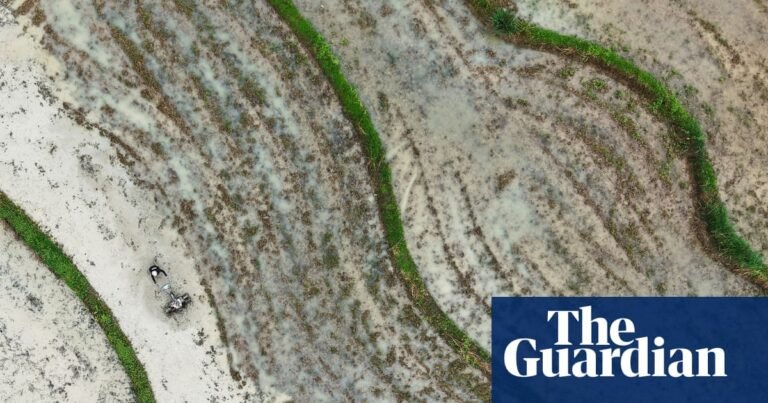 Weatherwatch: Chinese farmers hope for rain at time of ‘small fullness’ | China