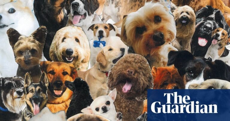 ‘She compared her dachshund to my newborn baby’: should you be able to take your dog everywhere? | Dogs ‘She compared her dachshund to my newborn baby’: should you be able to take your dog everywhere? | Dogs
