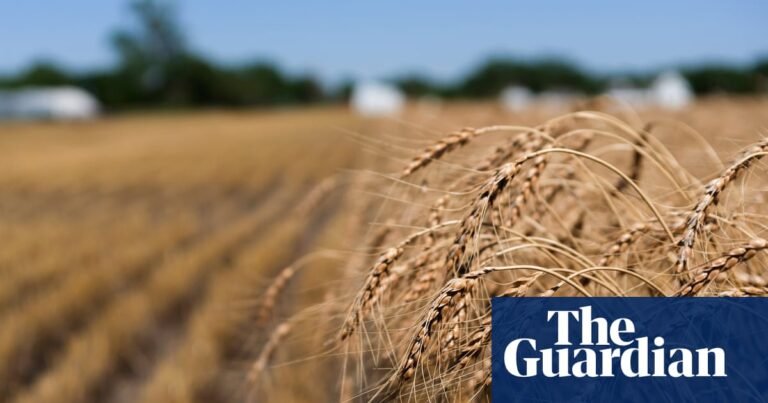 ‘The worst time for wheat’: US farmers face losses to extreme heat and drought | Farming