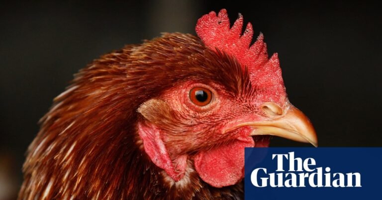 Can I get sick from bird flu? What are the symptoms, and are chicken and eggs safe to eat? | Bird flu