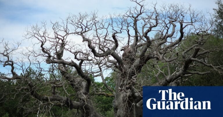 Death of the Major oak should spur tree protection | Trees and forests Death of the Major oak should spur tree protection | Trees and forests