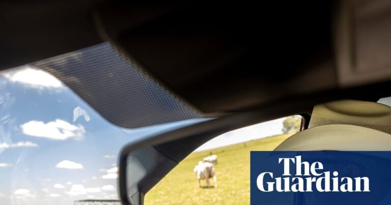 Farm workers at high risk amid screwworm outbreak in US south-west | US farm workers Farm workers at high risk amid screwworm outbreak in US south-west | US farm workers