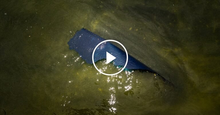 Reflecting Pool Turns Green, Paint Peels After Renovation Reflecting Pool Turns Green, Paint Peels After Renovation