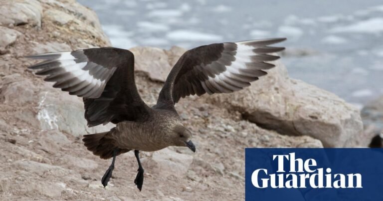 ‘A genuine wildlife emergency’: everything you need to know about the arrival of H5 bird flu in Australia | Environment ‘A genuine wildlife emergency’: everything you need to know about the arrival of H5 bird flu in Australia | Environment