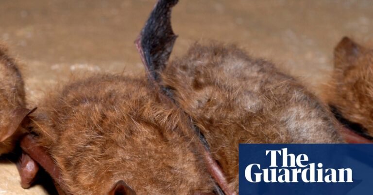 Canadian boy dies of rabies after waking to find bat on his face | Canada Canadian boy dies of rabies after waking to find bat on his face | Canada