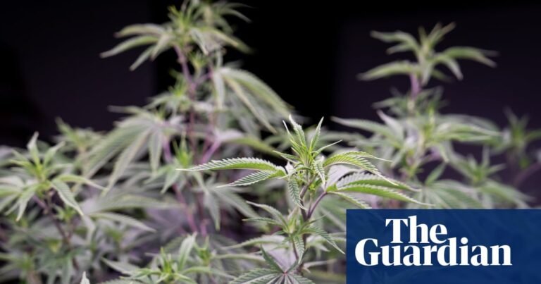 ‘Prioritising profit’: Australians regularly prescribed medicinal cannabis with very high THC levels | Health