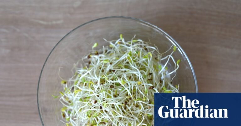 Alfalfa sprouts linked to food-poisoning outbreak in 15 states, US officials say | US news Alfalfa sprouts linked to food-poisoning outbreak in 15 states, US officials say | US news