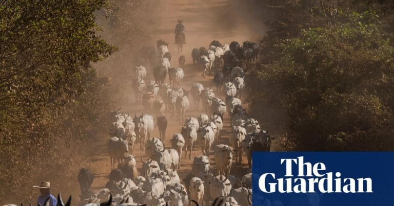 UK urged to ban imports of Brazilian meat over health concerns | Meat UK urged to ban imports of Brazilian meat over health concerns | Meat
