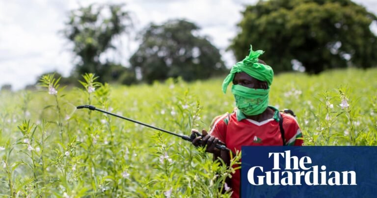 Almost half of world’s farmers poisoned by pesticides every year, experts find | Pesticides Almost half of world’s farmers poisoned by pesticides every year, experts find | Pesticides