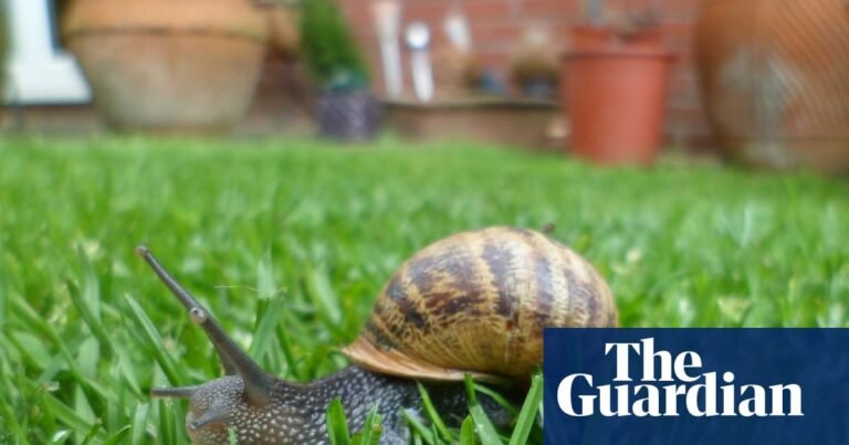 Silver linings in the garden’s snail trails | Wildlife